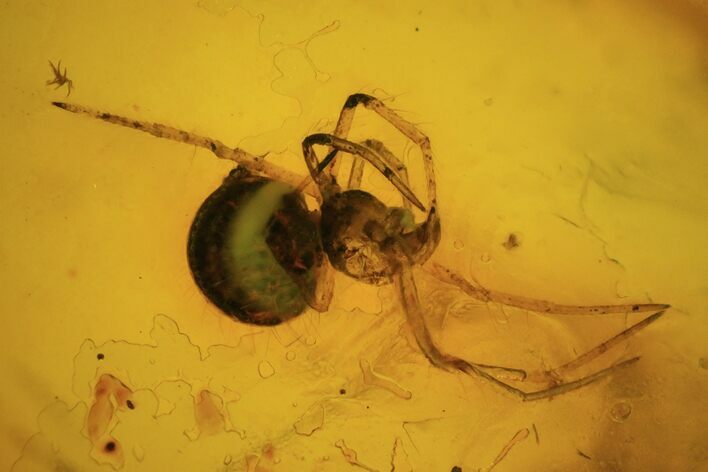 Fossil Spider (Aranea) In Baltic Amber #69222